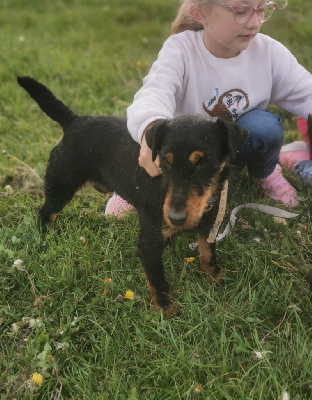 Étalon Terrier de chasse allemand - Nena de la vallée de la Blaise