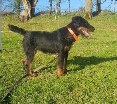 Étalon Terrier de chasse allemand - Frenchfox OdyssÉe