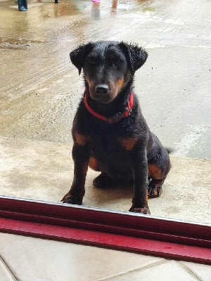 Étalon Terrier de chasse allemand - Topaze Des Petites Voix Vaillantes