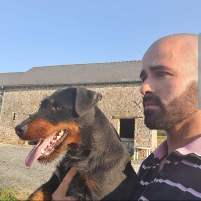 Étalon Terrier de chasse allemand - Pagaille Des Petites Voix Vaillantes