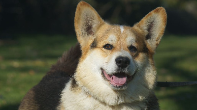 Étalon Welsh Corgi Pembroke - Saxo du reve de la patte d or