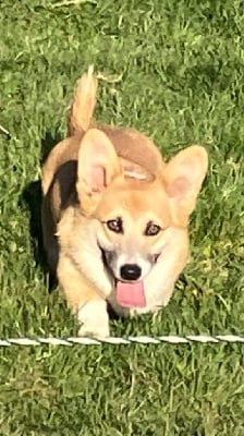 Étalon Welsh Corgi Pembroke - Derek gift of luck