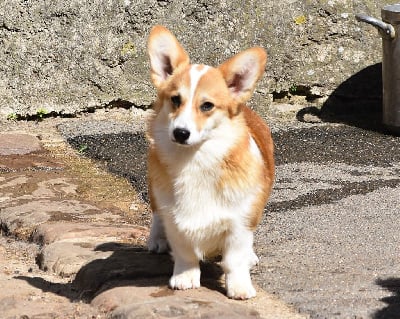 Étalon Welsh Corgi Pembroke - Viviane De La Folle Emprise