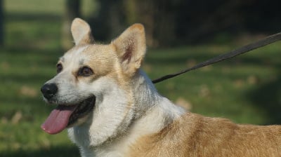 Étalon Welsh Corgi Pembroke - Soosh Des Terres De Beaulieu