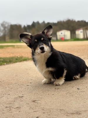 Étalon Welsh Corgi Pembroke - Panam des Douces Merveilles