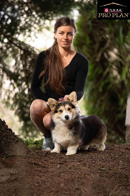 Étalon Welsh Corgi Pembroke - CH. Vici clotaire De Mendiburua