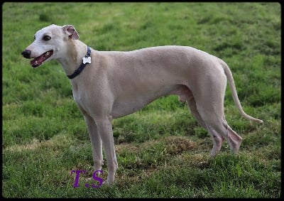 Étalon Whippet - CH. Royal rainbow r'ytage of Cyly of Course