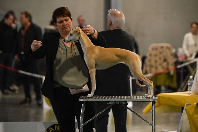 Étalon Whippet - Vie en rose des plaines des Bruyères