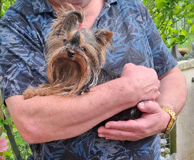 Étalon Yorkshire Terrier - Un tit'tom Des Petits Landais