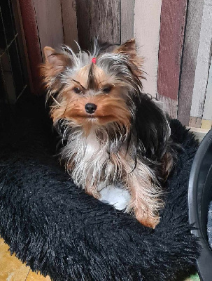 Étalon Yorkshire Terrier - Vincento D'ivena des lys