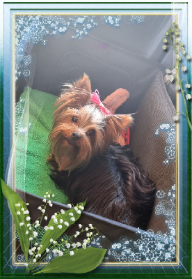 Étalon Yorkshire Terrier - Upside du Chemin de Bausset