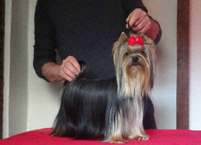 Étalon Yorkshire Terrier - Ottawa desire Du domaine de monderlay