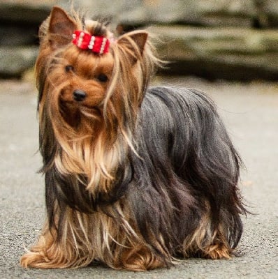Étalon Yorkshire Terrier - O'hara du clos des faurilles