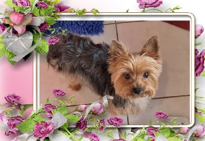 Étalon Yorkshire Terrier - Omara du Chemin de Bausset
