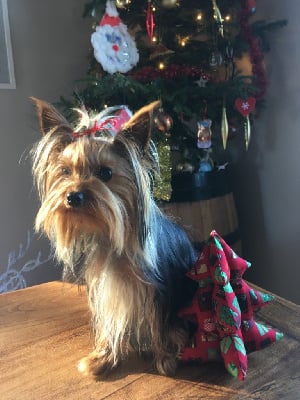 Étalon Yorkshire Terrier - Tamise Du Val De Clavernau