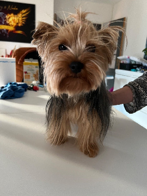 Étalon Yorkshire Terrier - Pandora du Mas des Anges