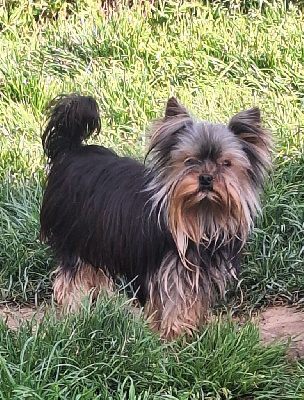 Étalon Yorkshire Terrier - Vivo per lei Du puits des sortileges