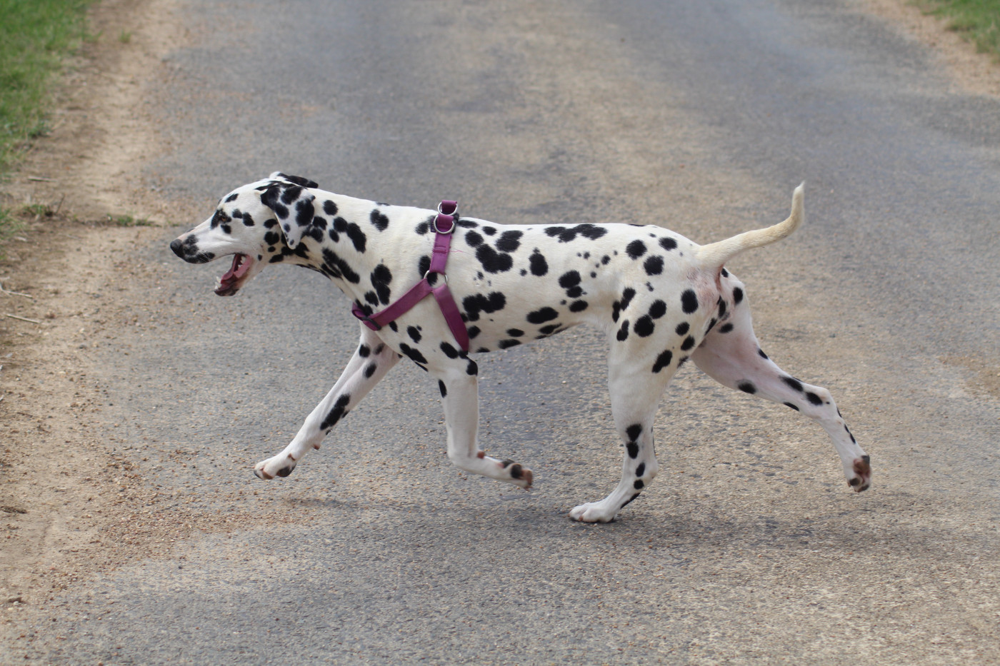 Publication : Des Dalma d'Olympe Auteur : dalma d'olympe