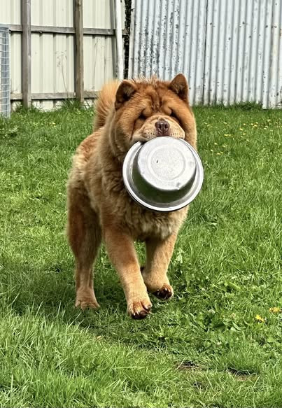 Publication : Famous Dream 