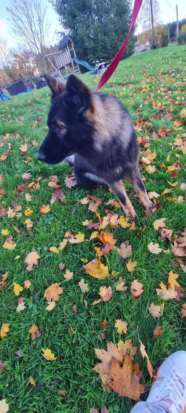 Publication : une Patte de Diamant 