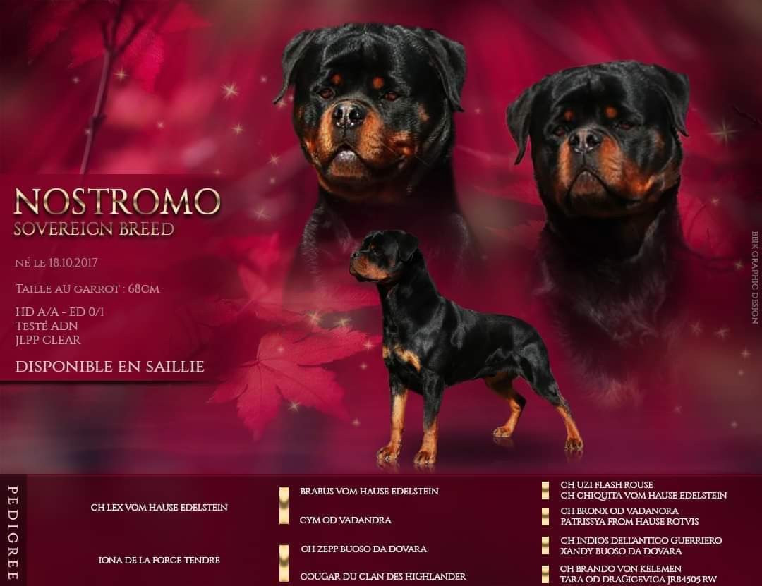 Publication : Von Schwarzer Beschützer 