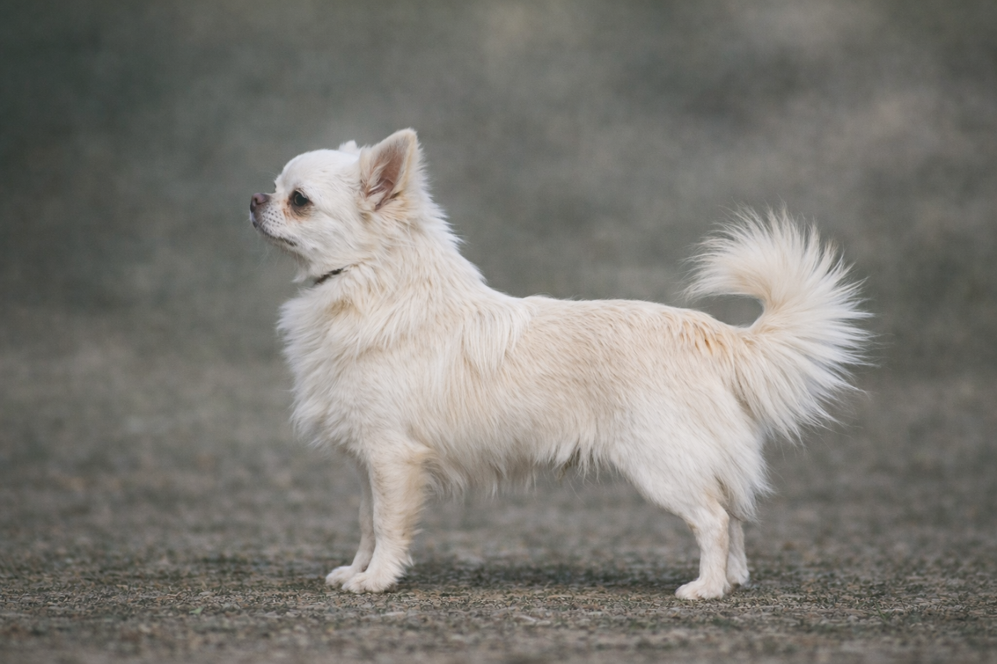 Publication : des Emeraudes de Nahusha 