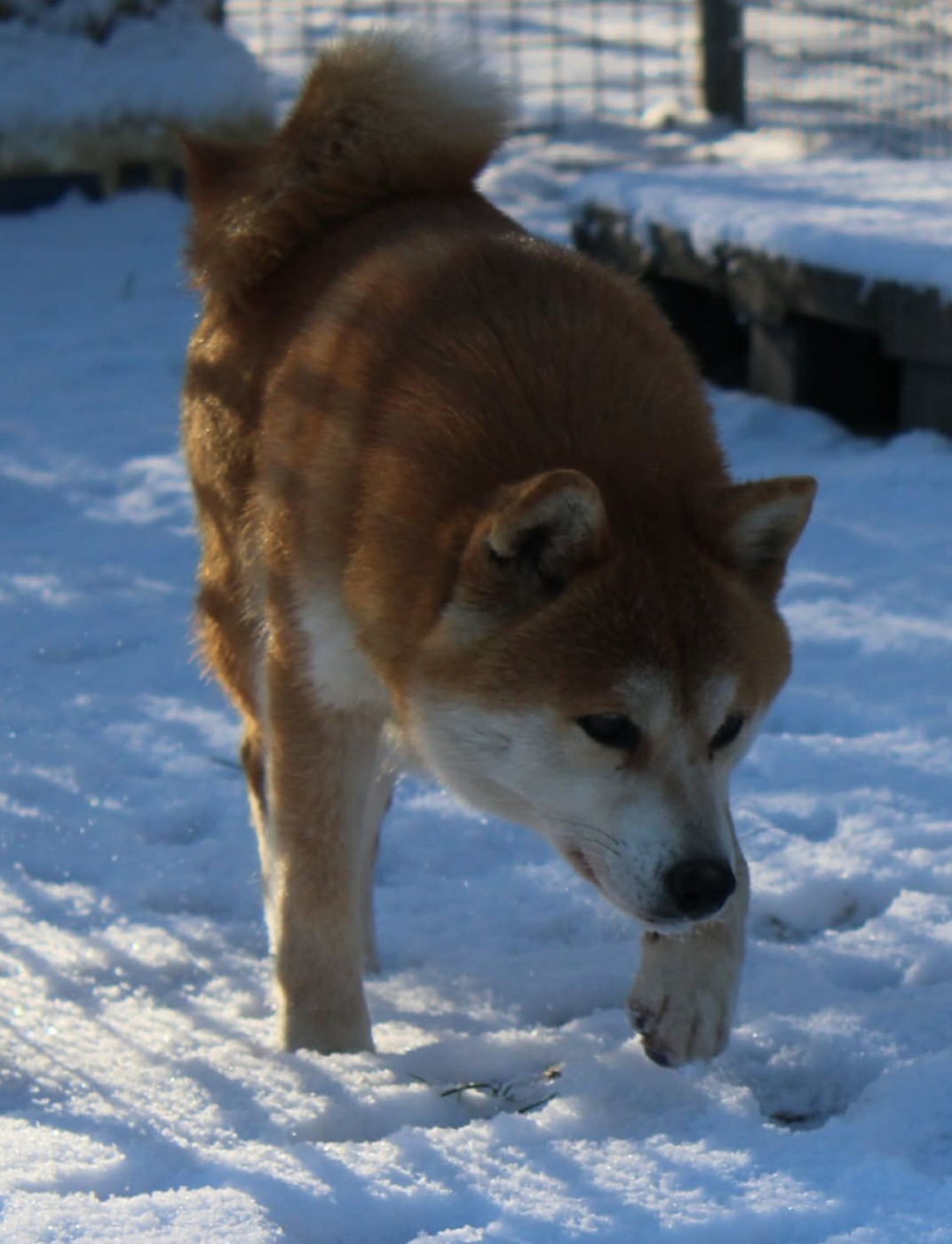 Publication : La Colline D'olga 