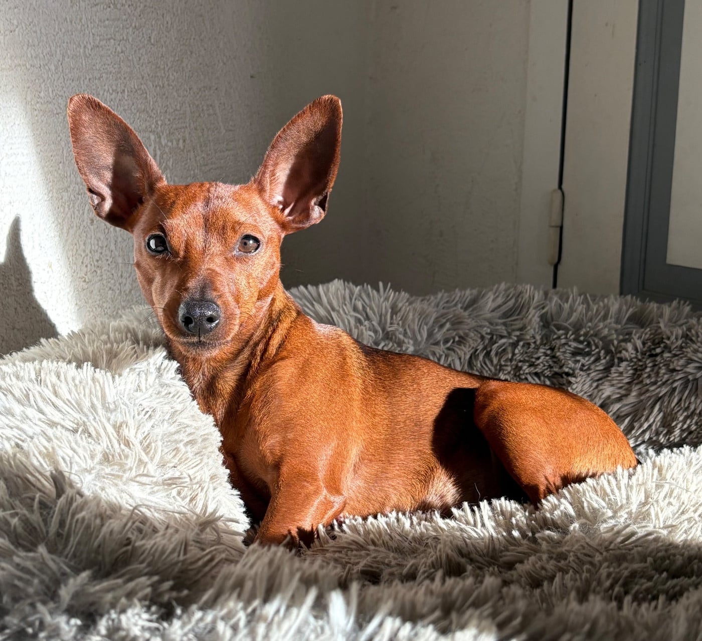 you my star Amor amor