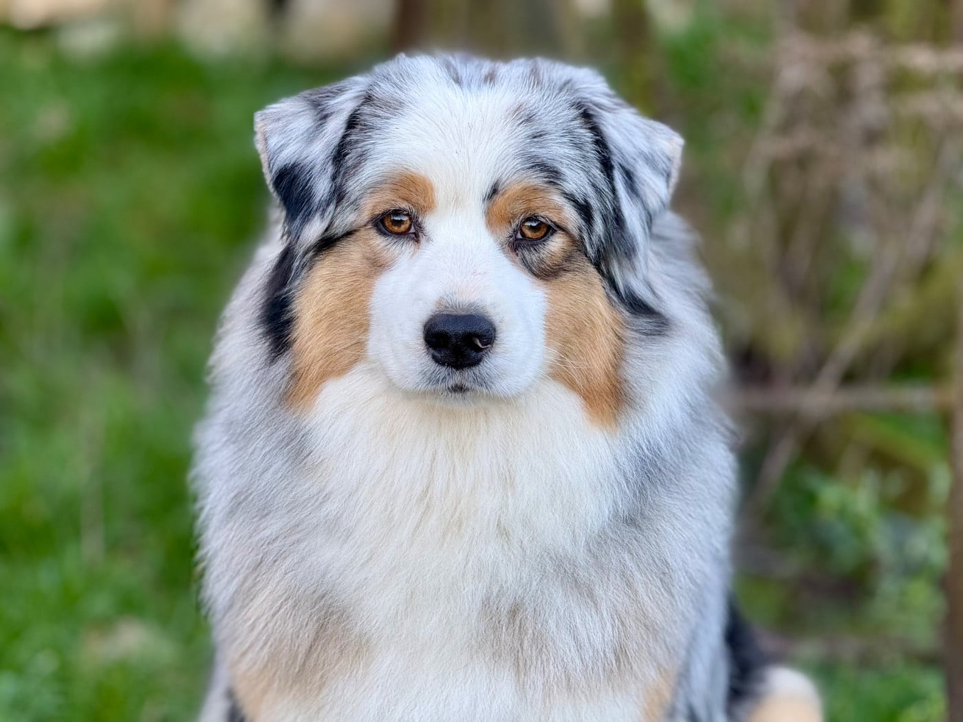 Publication : De La Tasmanie Sauvage