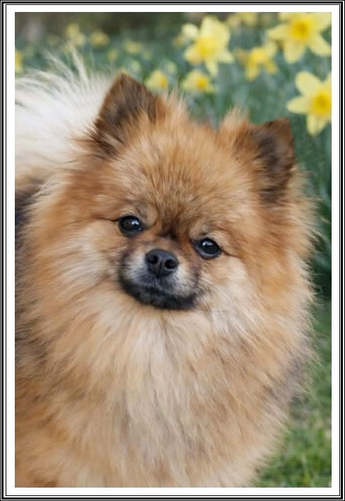 Publication : du bois des amazones Auteur : du Bois des Amazones