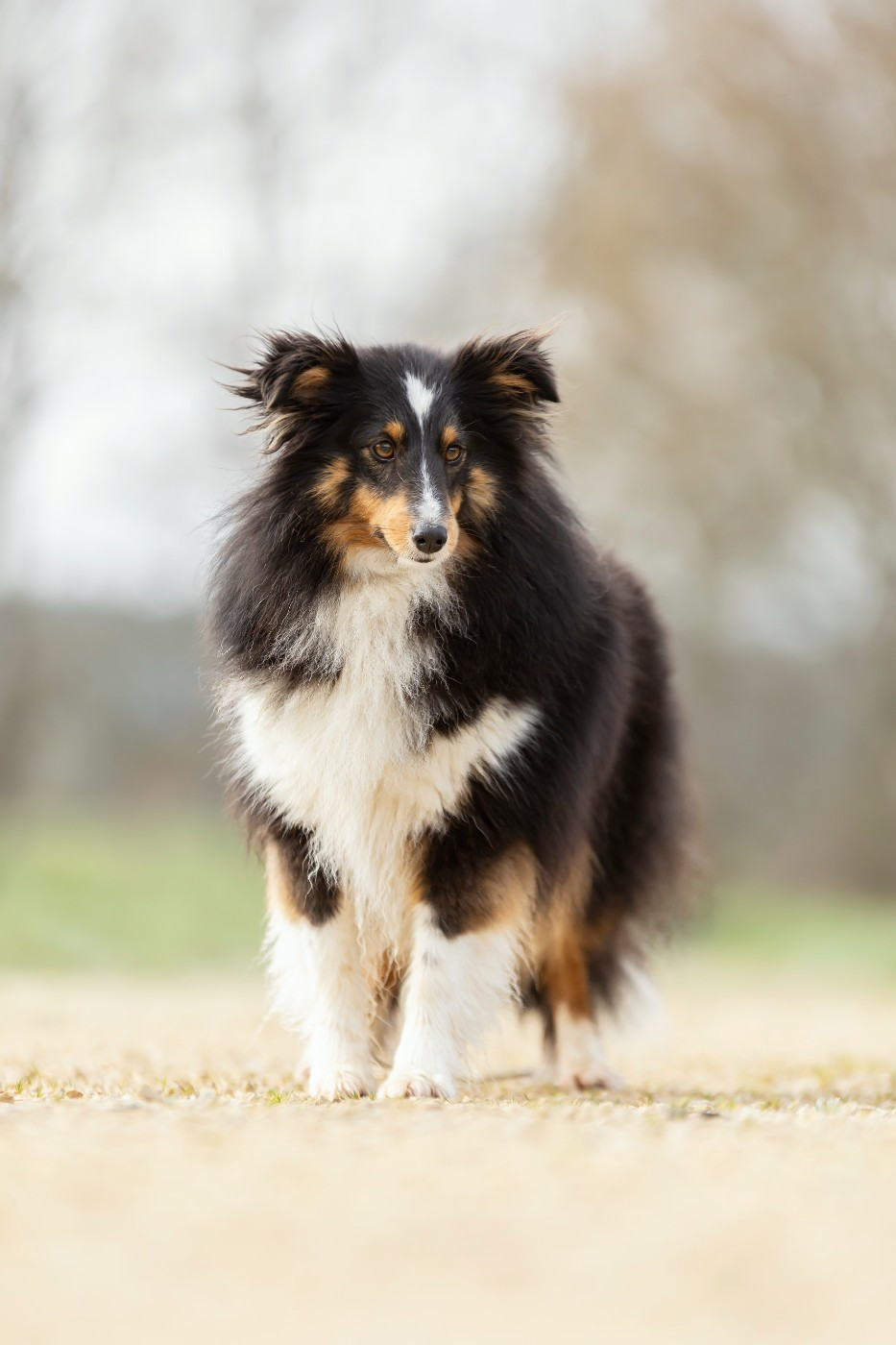 Publication : Du Domaine De L'harmonie Auteur : Dogs and cie photography