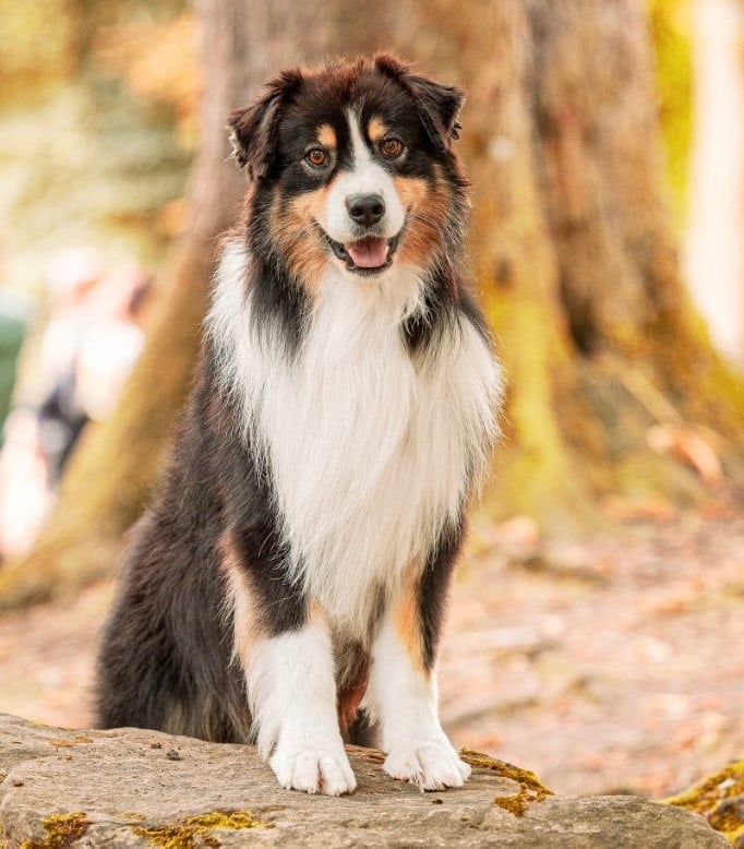 E penso a te river of diamonds della terra del falco