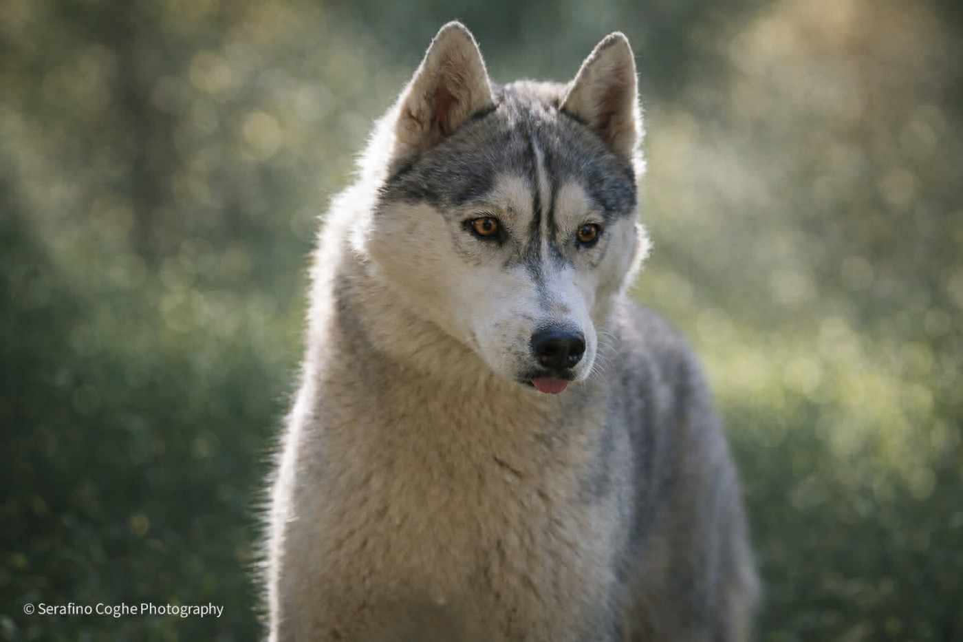 Publication : Corsicahusky