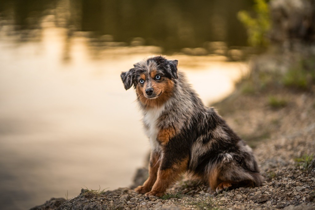 Publication : Of American Madness 