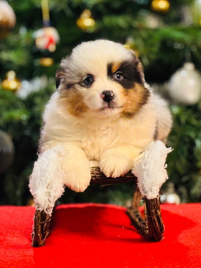 Publication : du chemin des korrigans Auteur : DCDK