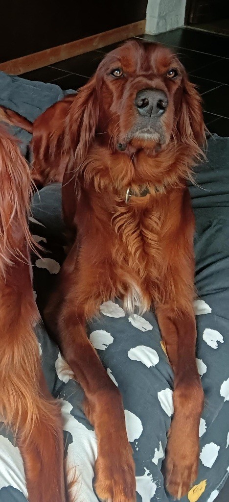 Publication : De L’Harmonie 