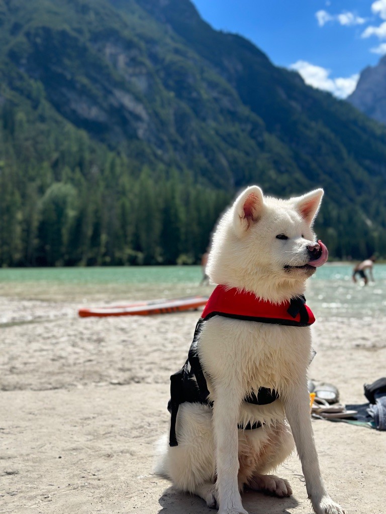 Publication : Hannane Djafri Hundsinger Auteur : Hannane Djafri Hundsinger