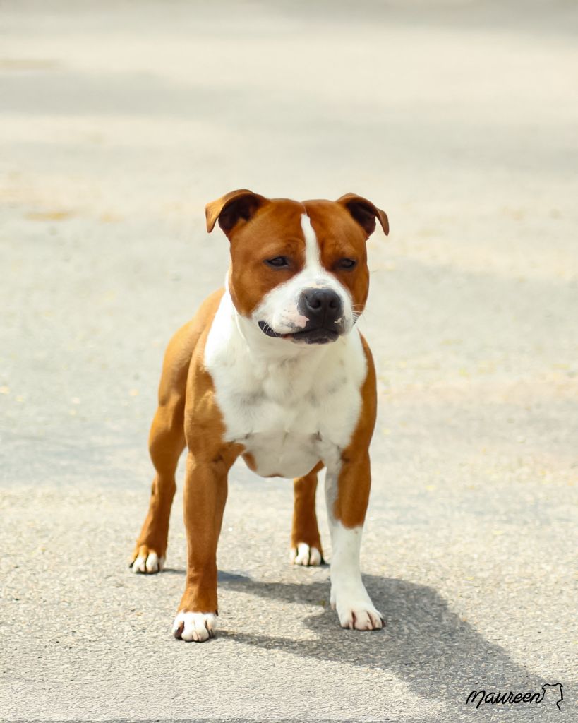 Publication : Honeyblood Auteur : Maureen