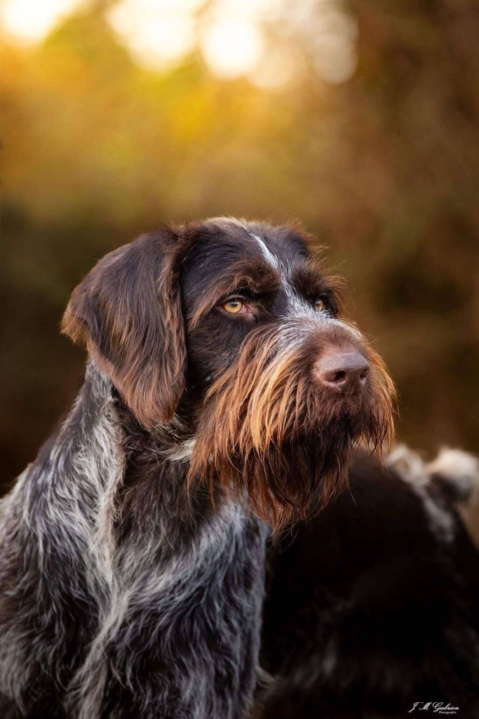 Publication : De La Plume De Feu 