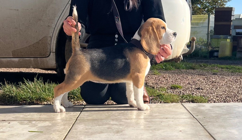 Publication : de l'arche de Riwan 