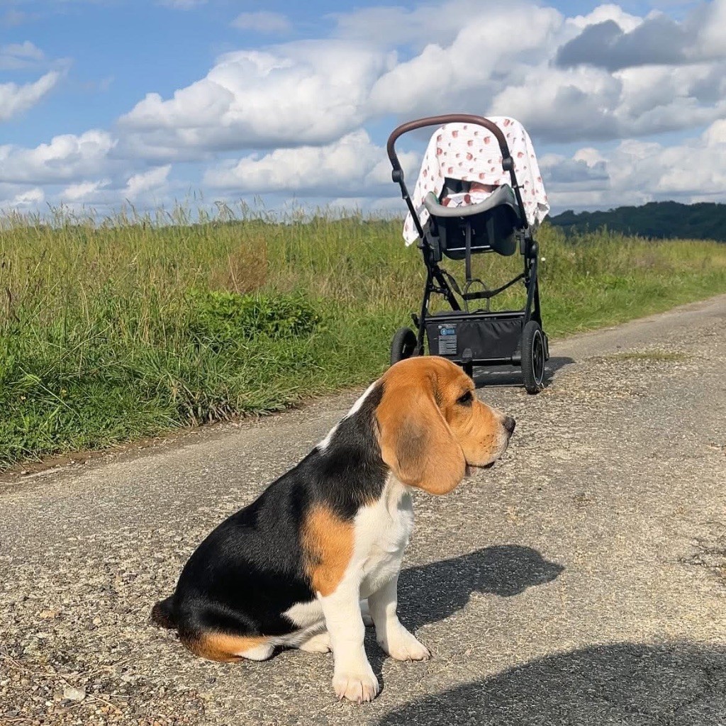 Publication : De L’Echo Montois 