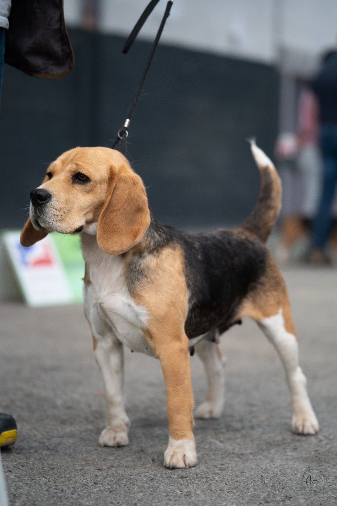 CH. Senora de la Magie de l'Argoat