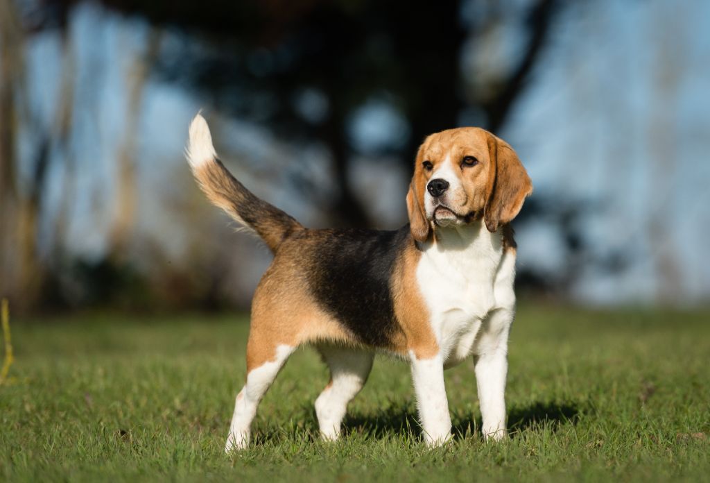 Publication : Des Chants Du Moulin