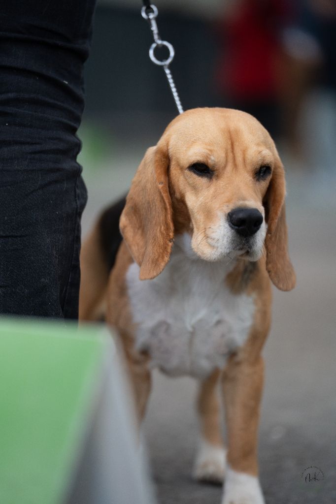 Publication : de la Magie de l'Argoat 