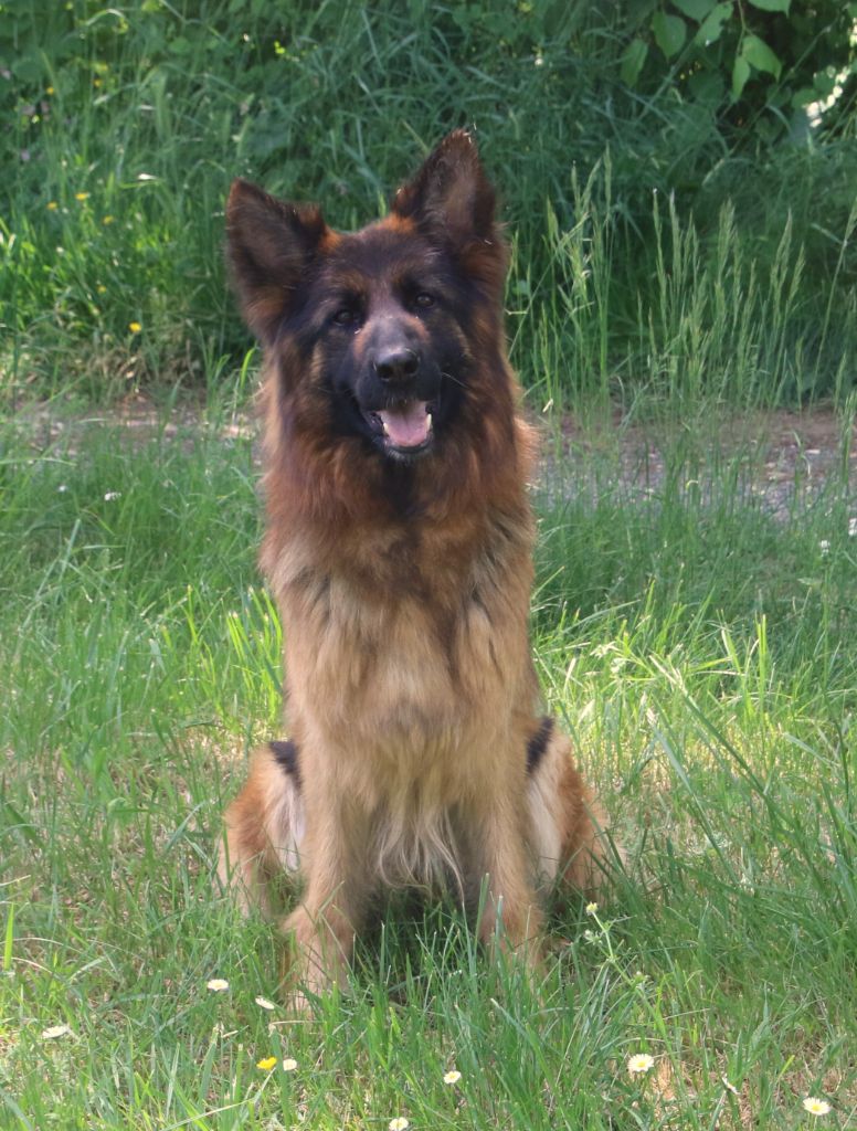 Publication : du Domaine de la Phoenix Doree Auteur : Moi