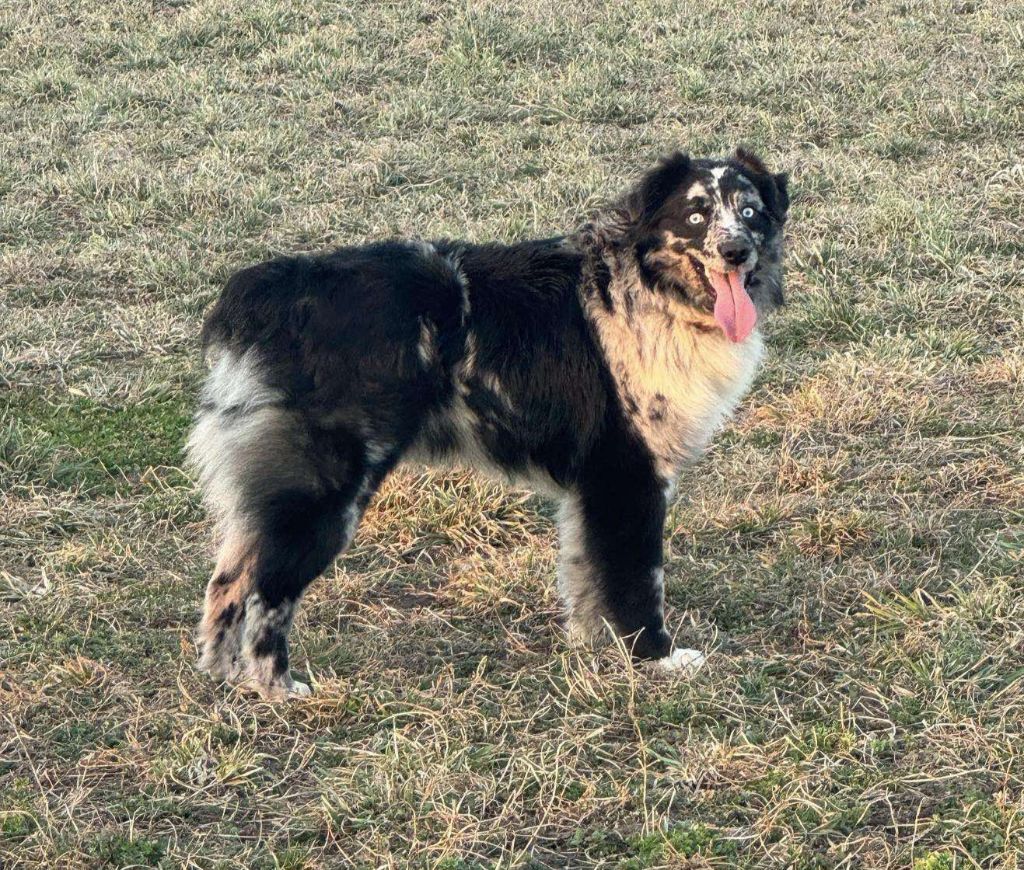 mcculah's Dash for kash