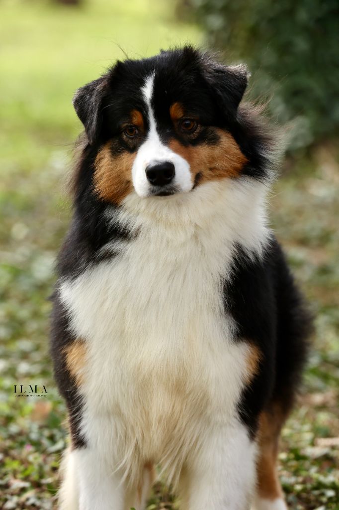 Publication : De La Tour Brune 