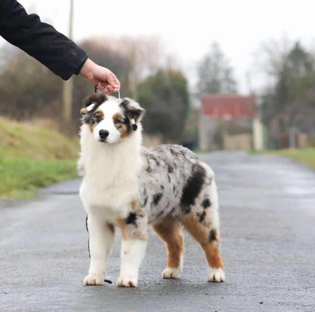 Publication : Australian of little wood 