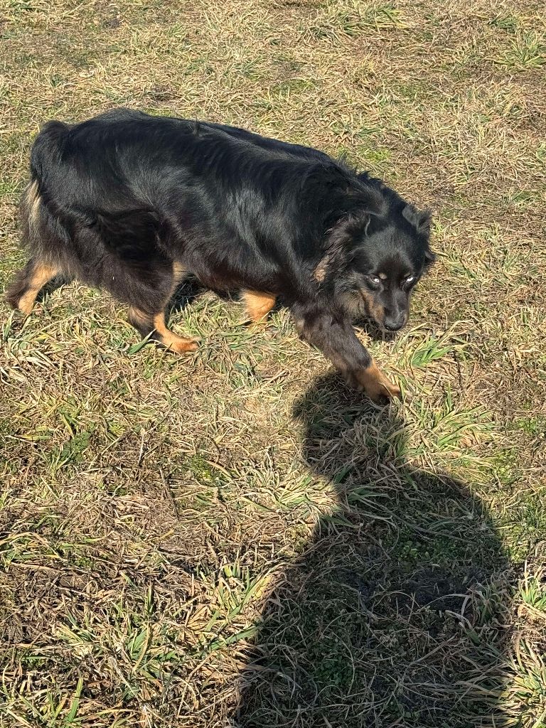 circle b Maggie mae of kansas