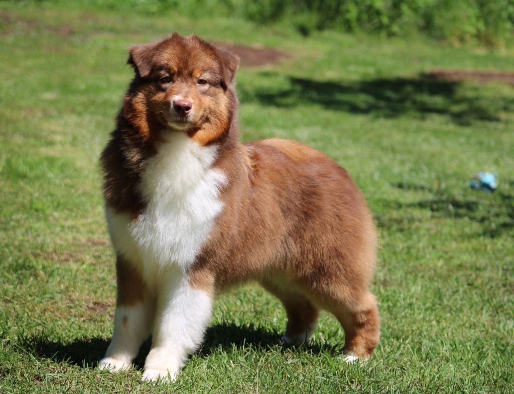 Publication : du rocher florin Auteur : ANGELIQUE DEL ROSSO